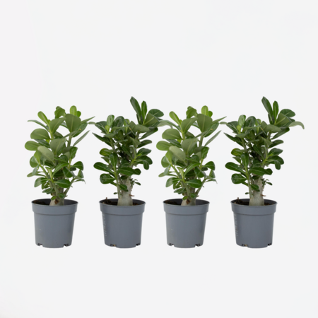 Woestijnroos - Set van 4 - Adenium obesum - Hoogte 25-40cm - ⌀10,5cm