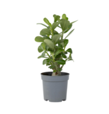 Woestijnroos - Adenium obesum - Hoogte 25-40cm - Pot 10,5cm