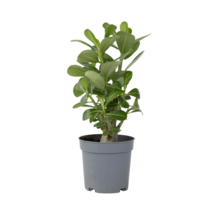 Woestijnroos - Adenium obesum - Hoogte 25-40cm - Pot 10,5cm