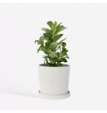 Woestijnroos - Adenium obesum - Hoogte 25-40cm - Pot 10,5cm