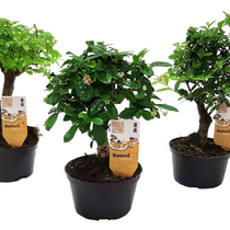 Bonsaimix - Set van 3 - Bonsai - Hoogte 20-30cm - ⌀9,5cm