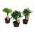 Bonsaimix - Set van 3 - Bonsai - Hoogte 20-30cm - ⌀9,5cm