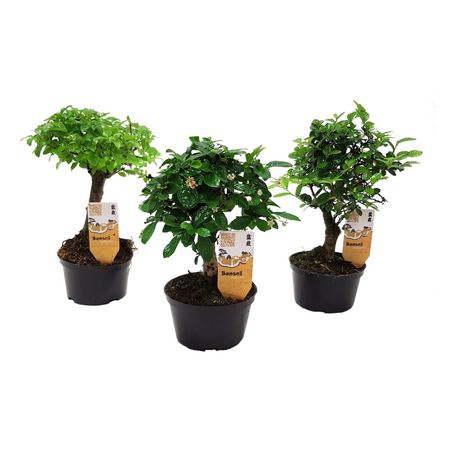 Bonsaimix - Set van 3 - Bonsai - Hoogte 20-30cm - ⌀9,5cm