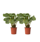 Pauwenplant - Set van 2 - Calathea 'Orbifolia' - Hoogte 55-60cm - ⌀21cm