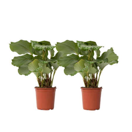 Pauwenplant - Set van 2 - Calathea 'Orbifolia' - Hoogte 55-60cm - ⌀21cm