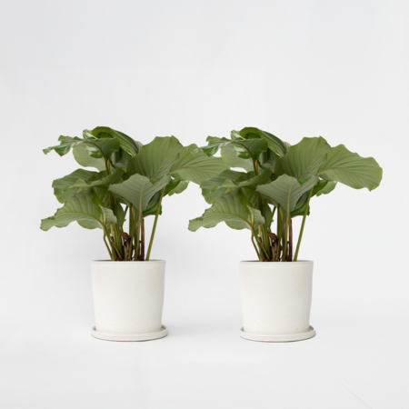 Pauwenplant - Set van 2 - Calathea 'Orbifolia' - Hoogte 55-60cm - ⌀21cm