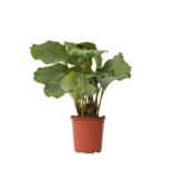 Pauwenplant - Calathea 'Orbifolia' - Hoogte 55-60cm - ⌀21cm