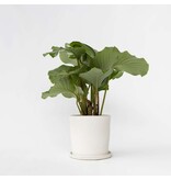 Pauwenplant - Calathea 'Orbifolia' - Hoogte 55-60cm - ⌀21cm