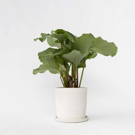 Pauwenplant - Calathea 'Orbifolia' - Hoogte 55-60cm - ⌀21cm