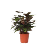 Pauwenplant - Calathea 'Makoyana' - Hoogte 60-70cm - ⌀21cm