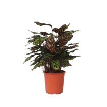 Pauwenplant - Calathea 'Makoyana' - Hoogte 60-70cm - ⌀21cm