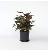 Pauwenplant - Calathea 'Makoyana' - Hoogte 60-70cm - ⌀21cm