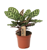 Pauwenplant - Calathea 'Makoyana' - Hoogte 40-50cm - ⌀17cm