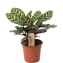 Pauwenplant - Calathea 'Makoyana' - Hoogte 40-50cm - ⌀17cm