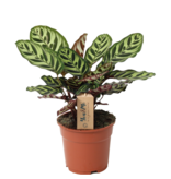 Pauwenplant - Calathea 'Makoyana' - Hoogte 40-50cm - ⌀17cm