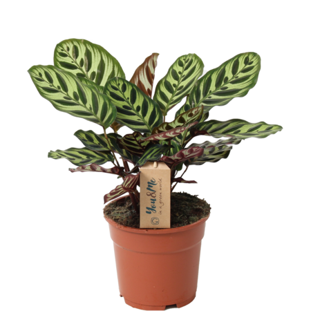 Pauwenplant - Calathea 'Makoyana' - Hoogte 40-50cm - ⌀17cm