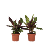 Pauwenplant - Set van 2 - Goeppertia insignis - Hoogte 30-40cm - ⌀12cm