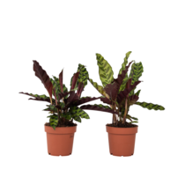 Pauwenplant - Set van 2 - Goeppertia insignis - Hoogte 30-40cm - ⌀12cm