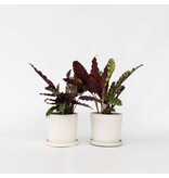 Pauwenplant - Set van 2 - Goeppertia insignis - Hoogte 30-40cm - ⌀12cm