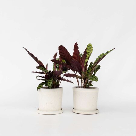 Pauwenplant - Set van 2 - Goeppertia insignis - Hoogte 30-40cm - ⌀12cm