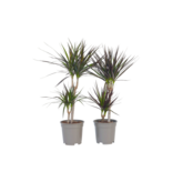 Drakenbloedboom - Set van 4 - Dracaena marginata - Hoogte 70-80cm - ⌀17cm