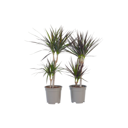 Drakenbloedboom - Set van 4 - Dracaena marginata - Hoogte 70-80cm - ⌀17cm