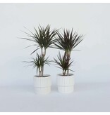 Drakenbloedboom - Set van 4 - Dracaena marginata - Hoogte 70-80cm - ⌀17cm