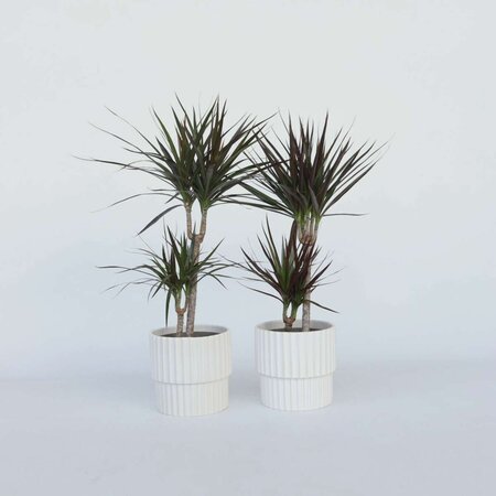 Drakenbloedboom - Set van 4 - Dracaena marginata - Hoogte 70-80cm - ⌀17cm