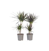 Drakenbloedboom - Set van 2 - Dracaena marginata - Hoogte 70-80cm - ⌀17cm