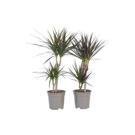 Drakenbloedboom - Set van 2 - Dracaena marginata - Hoogte 70-80cm - ⌀17cm