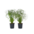 Parapluplant - Set van 4 - Cyperus alternifolius - Hoogte 40-50cm - ⌀14cm