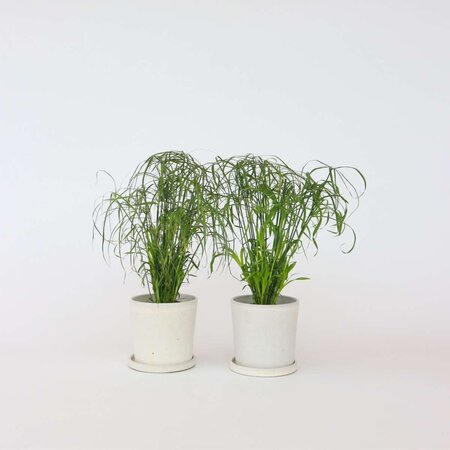 Parapluplant - Set van 4 - Cyperus alternifolius - Hoogte 40-50cm - ⌀14cm
