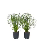 Parapluplant - Set van 2 - Cyperus alternifolius - Hoogte 40-50cm - ⌀14cm