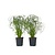 Parapluplant - Set van 2 - Cyperus alternifolius - Hoogte 40-50cm - ⌀14cm