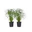 Parapluplant - Set van 2 - Cyperus alternifolius - Hoogte 40-50cm - ⌀14cm