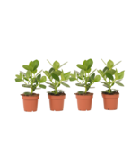 Varkensboom - Set van 4 - Clusia rosea 'Princess' - Hoogte 25-35cm - ⌀12cm