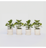 Varkensboom - Set van 4 - Clusia rosea 'Princess' - Hoogte 25-35cm - ⌀12cm