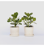 Varkensboom - Set van 2 - Clusia rosea 'Princess' - Hoogte 25-35cm - ⌀12cm