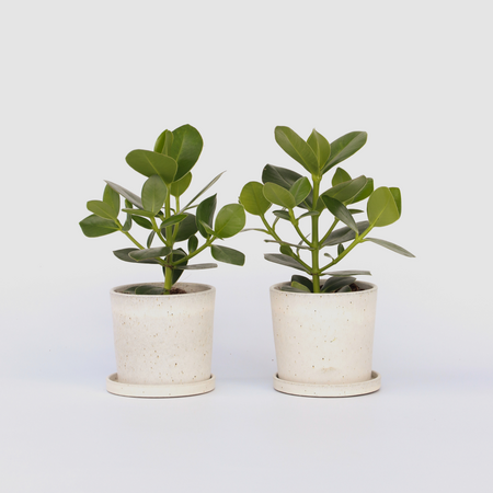 Varkensboom - Set van 2 - Clusia rosea 'Princess' - Hoogte 25-35cm - ⌀12cm