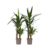 Palmlelie - Set van 2 - Yucca elephantipes - Hoogte 70-80cm - ⌀17cm
