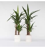 Palmlelie - Set van 2 - Yucca elephantipes - Hoogte 70-80cm - ⌀17cm