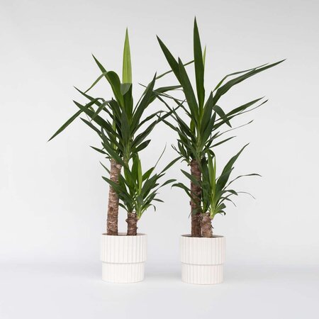 Palmlelie - Set van 2 - Yucca elephantipes - Hoogte 70-80cm - ⌀17cm