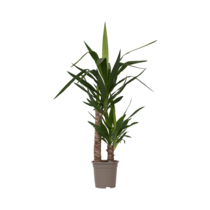 Palmlelie - Yucca elephantipes - Hoogte 70-80cm - ⌀17cm