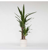 Palmlelie - Yucca elephantipes - Hoogte 70-80cm - ⌀17cm
