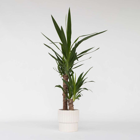 Palmlelie - Yucca elephantipes - Hoogte 70-80cm - ⌀17cm