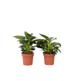 Witte Golfplant - Set van 2 - Philodendron 'White Wave' - Hoogte 25-40cm - ⌀12cm