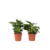 Witte Golfplant - Set van 2 - Philodendron 'White Wave' - Hoogte 25-40cm - ⌀12cm