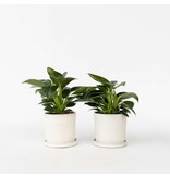 Witte Golfplant - Set van 2 - Philodendron 'White Wave' - Hoogte 25-40cm - ⌀12cm