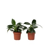 Philodendron - Set van 2 - Philodendron Green Princess - Hoogte 20-30cm - ⌀12cm