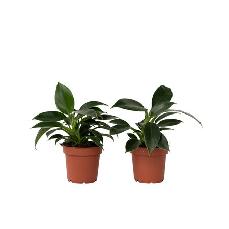Philodendron - Set van 2 - Philodendron Green Princess - Hoogte 20-30cm - ⌀12cm